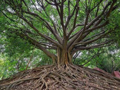 1527 01_The Wisdom Tree-1024x682_0